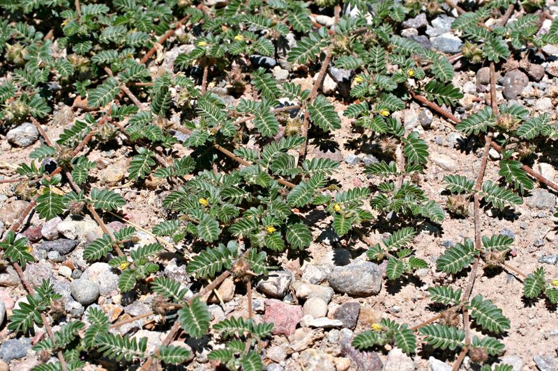 Puncturevine (Goathead)