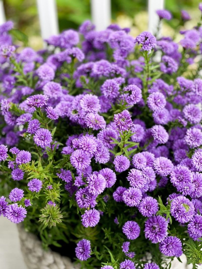 Purple Asters Make An Easy Contrast Beside Orange Mums