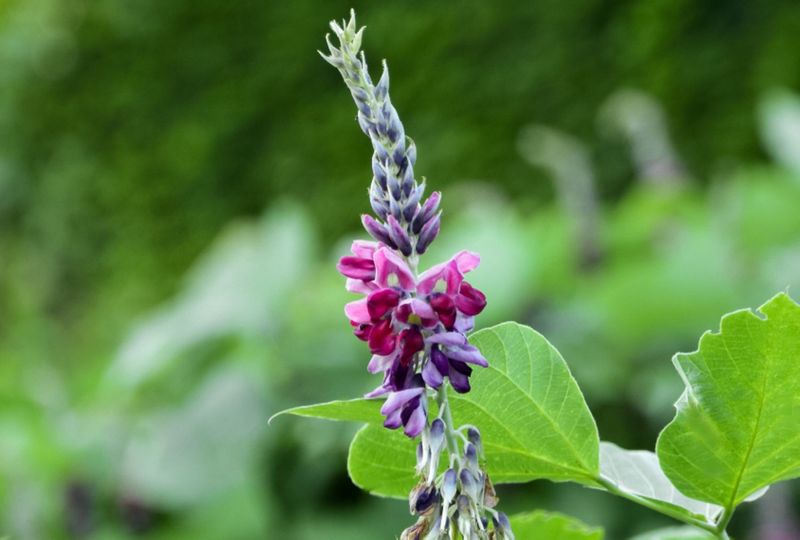 Purple Blooms Smelling Like Grape Soda Purple Blooms Smelling Like Grape Soda