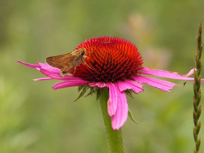 Purple Coneflower Adds A Touch Of Northern Charm