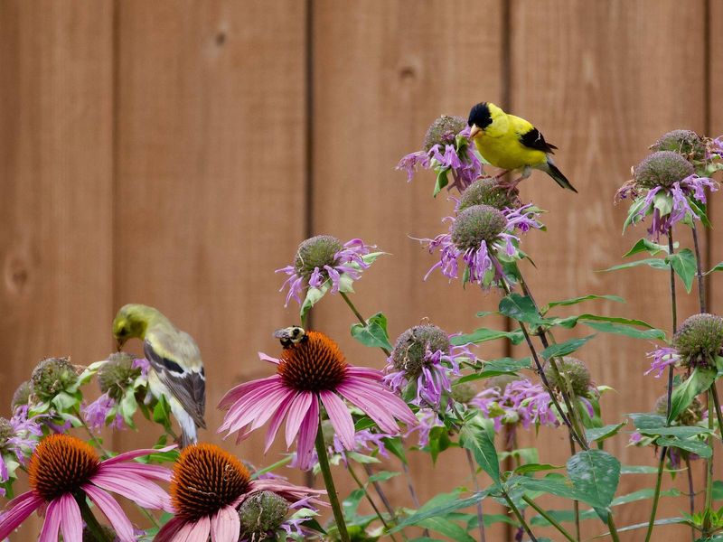 Purple Coneflower Delivers Bold Blooms And Birds Purple Coneflower Delivers Bold Blooms And Birds