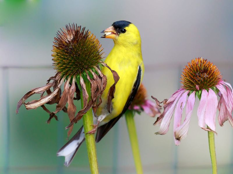Purple Coneflower, Feeding Finches All Winter Purple Coneflower, Feeding Finches All Winter