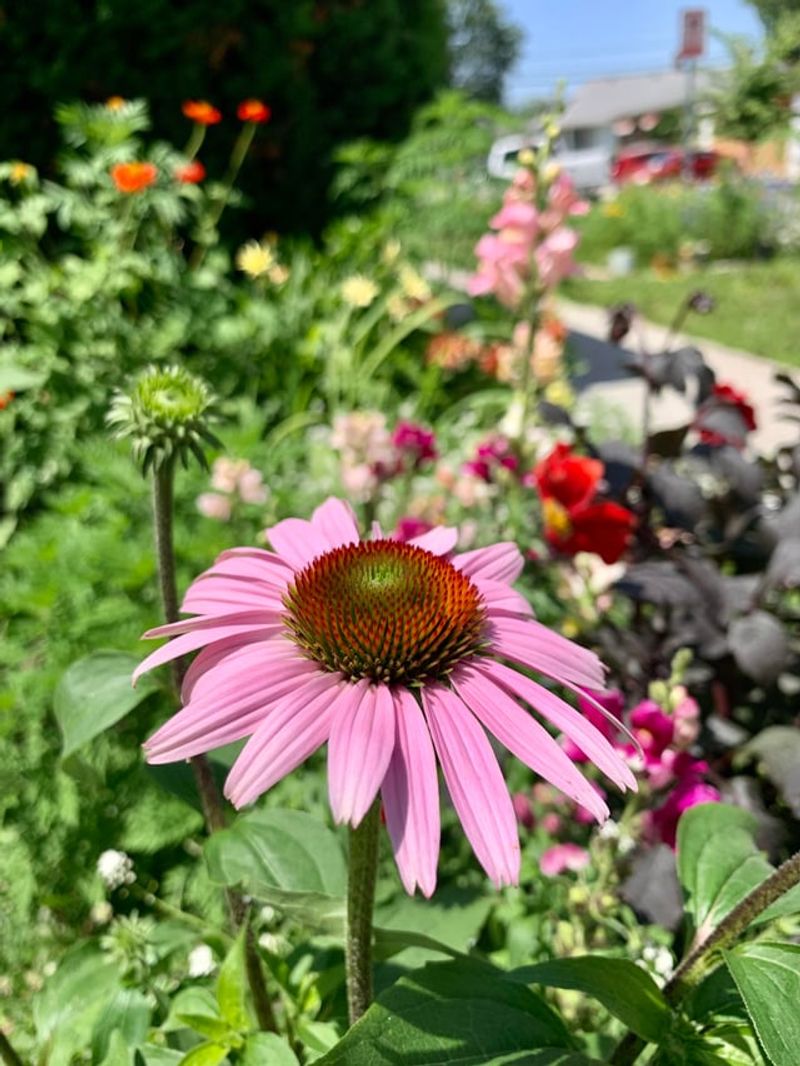 Purple Coneflower For Midsummer Color Purple Coneflower For Midsummer Color