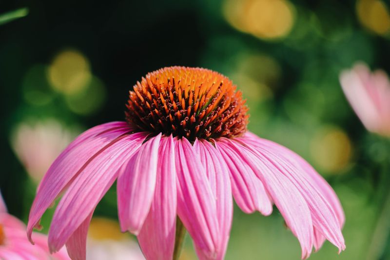 Purple Coneflower Offers Pink-Purple Petals Purple Coneflower Offers Pink-Purple Petals