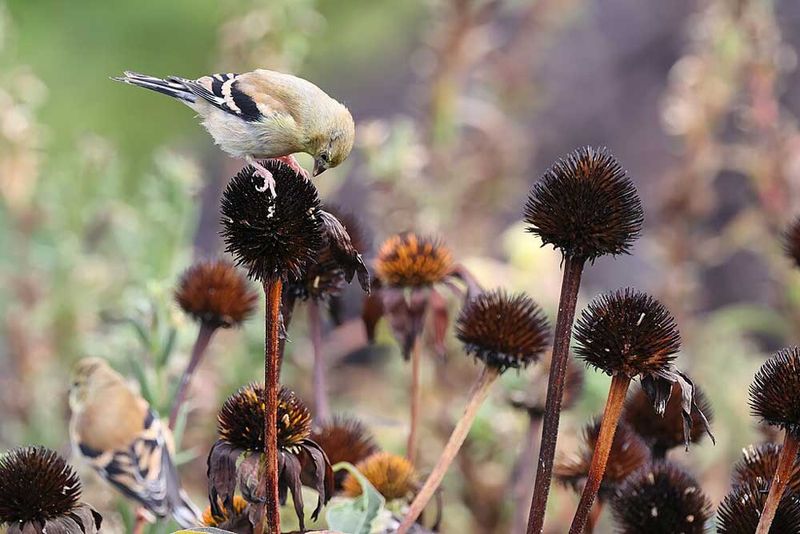 Purple Coneflower Seed Heads Feed Goldfinches All Winter Long Purple Coneflower Seed Heads Feed Goldfinches All Winter Long