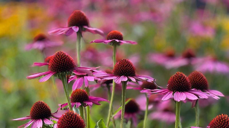 Purple Coneflower Seed Heads Shine In Ohio Frost Purple Coneflower Seed Heads Shine In Ohio Frost