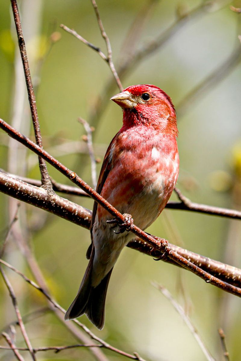 Purple Finches Roost In Groups In Pines And Hemlocks