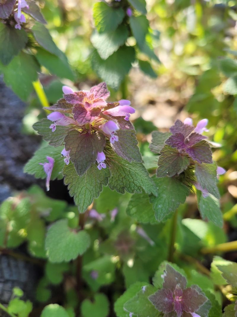 Purple Flowers Become Much Easier To Notice By Early Spring Purple Flowers Become Much Easier To Notice By Early Spring