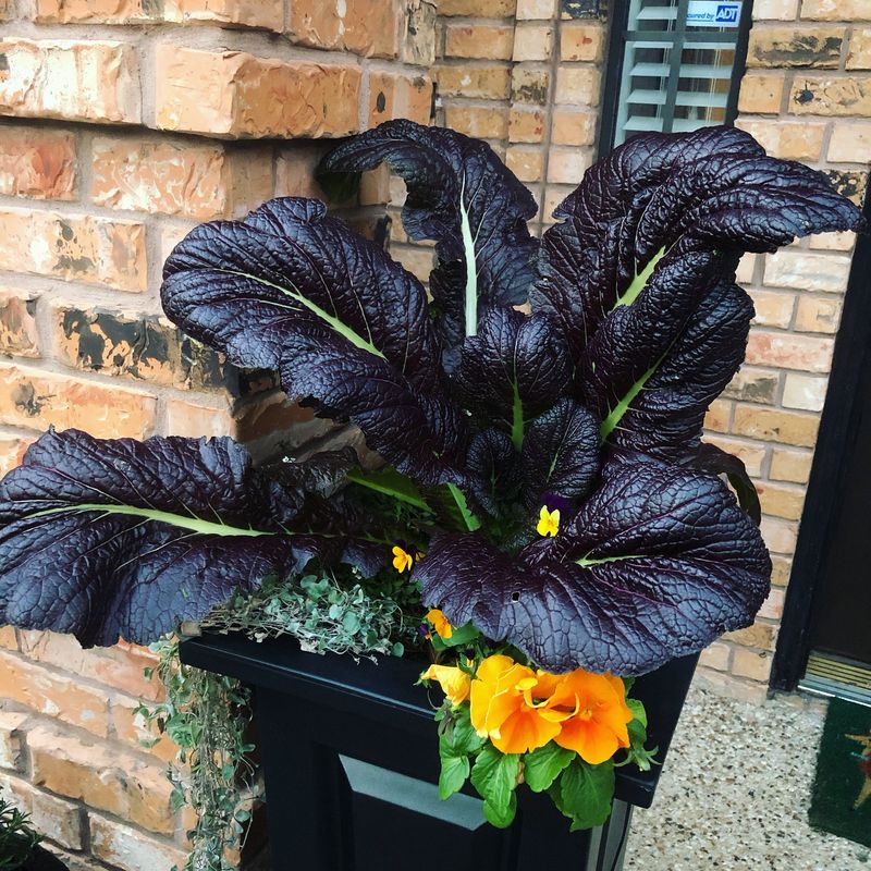 Purple Foliage Stands Out Among Traditional Fall Flowers