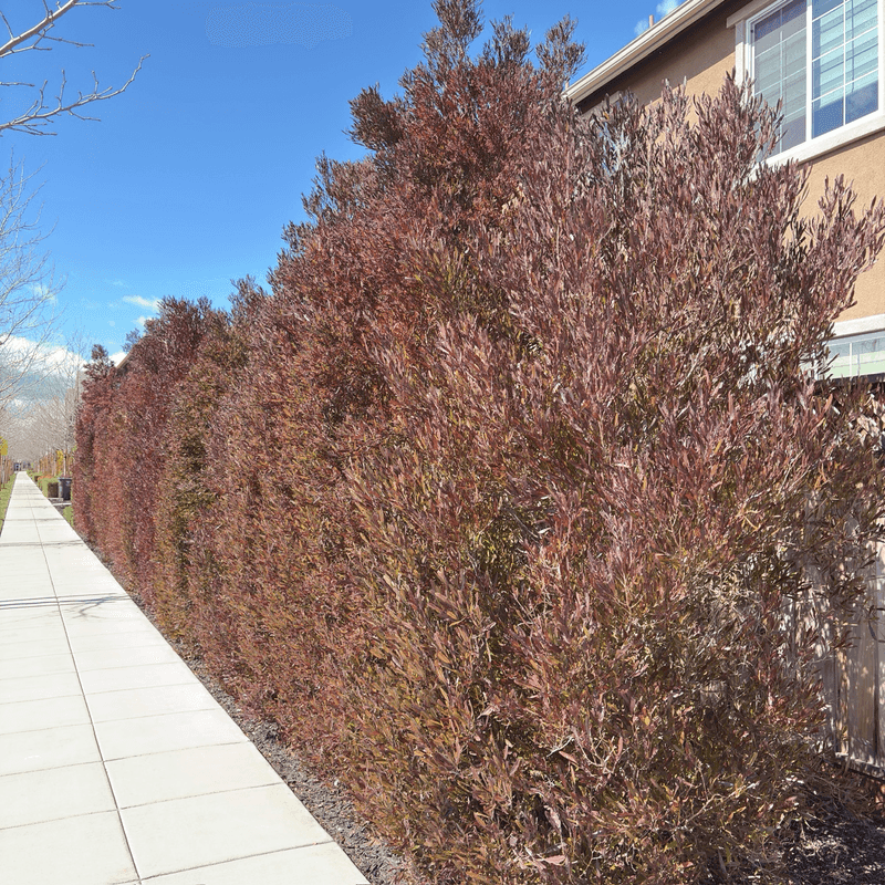 Purple Hopseed Bush Purple Hopseed Bush