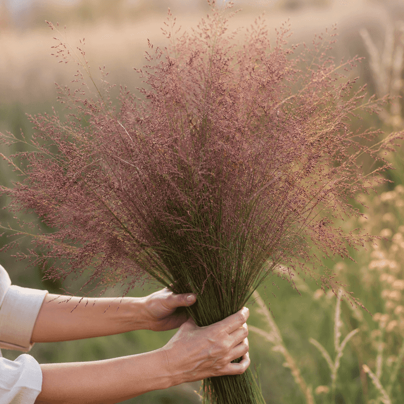 Purple Lovegrass Rounds Out The Native Options