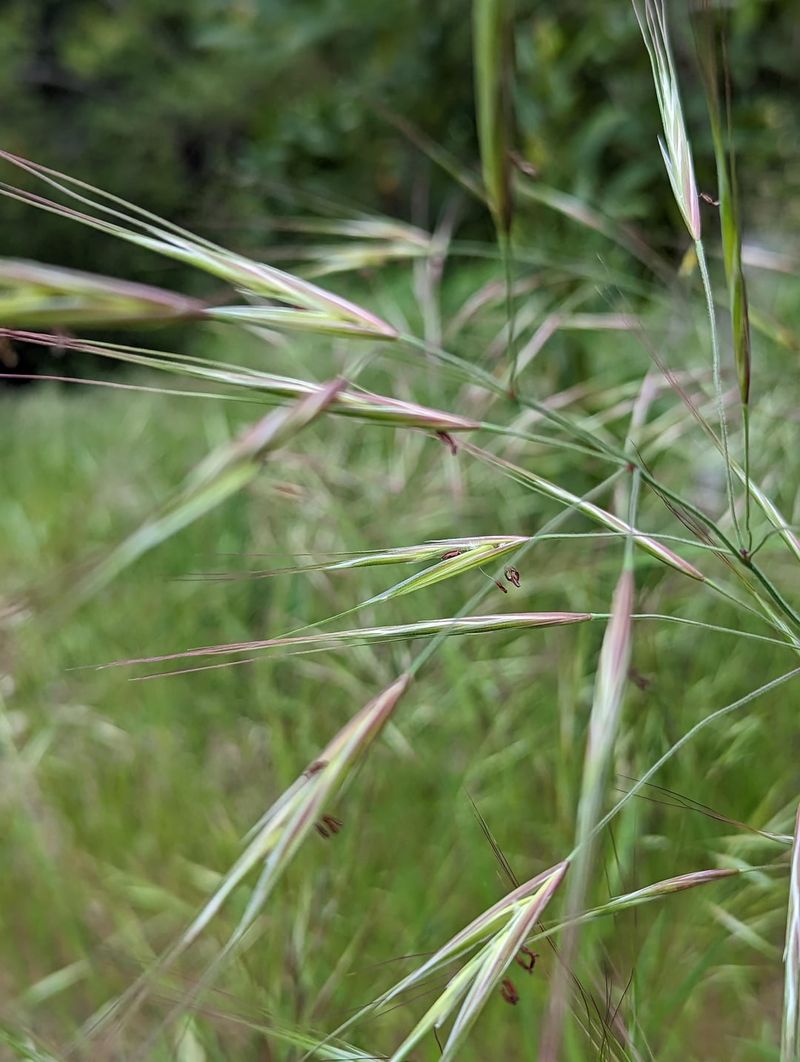 Purple Needlegrass Feels At Home In Clay Grasslands Purple Needlegrass Feels At Home In Clay Grasslands