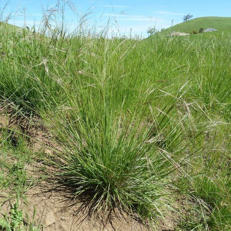 Purple Needlegrass Purple Needlegrass