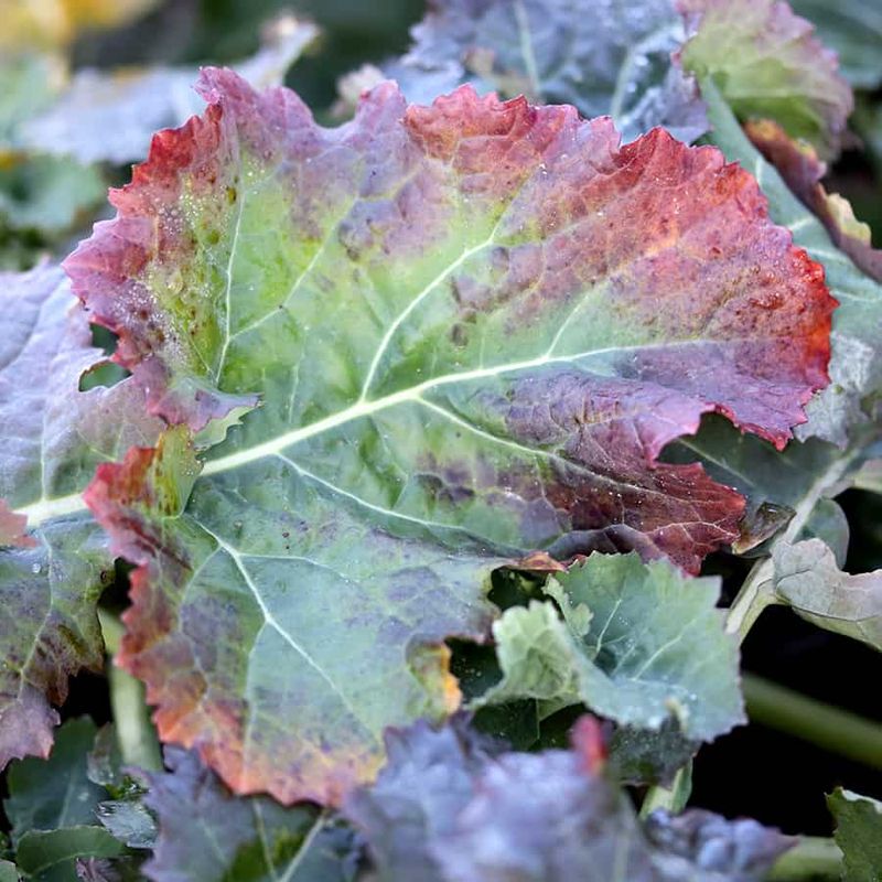 Purple Or Yellow Leaves Can Point To pH Problems