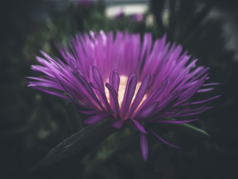 Purple Petals Stand Out To Butterflies