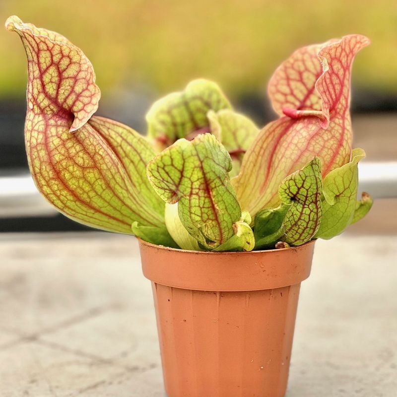 Purple Pitcher Plant Catches The Rain Purple Pitcher Plant Catches The Rain