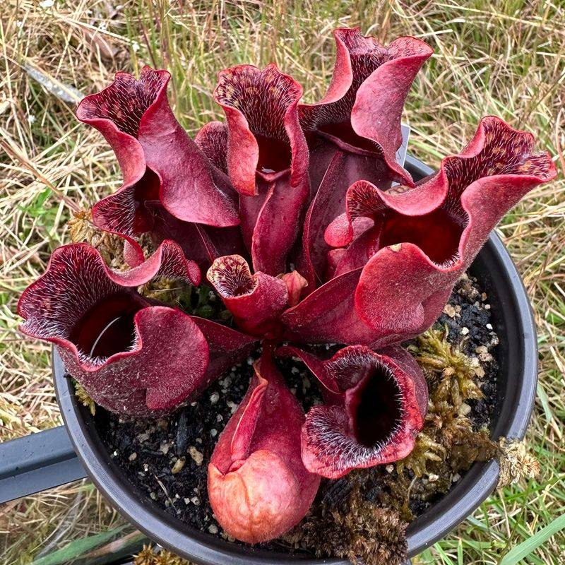 Purple Pitcher Plant