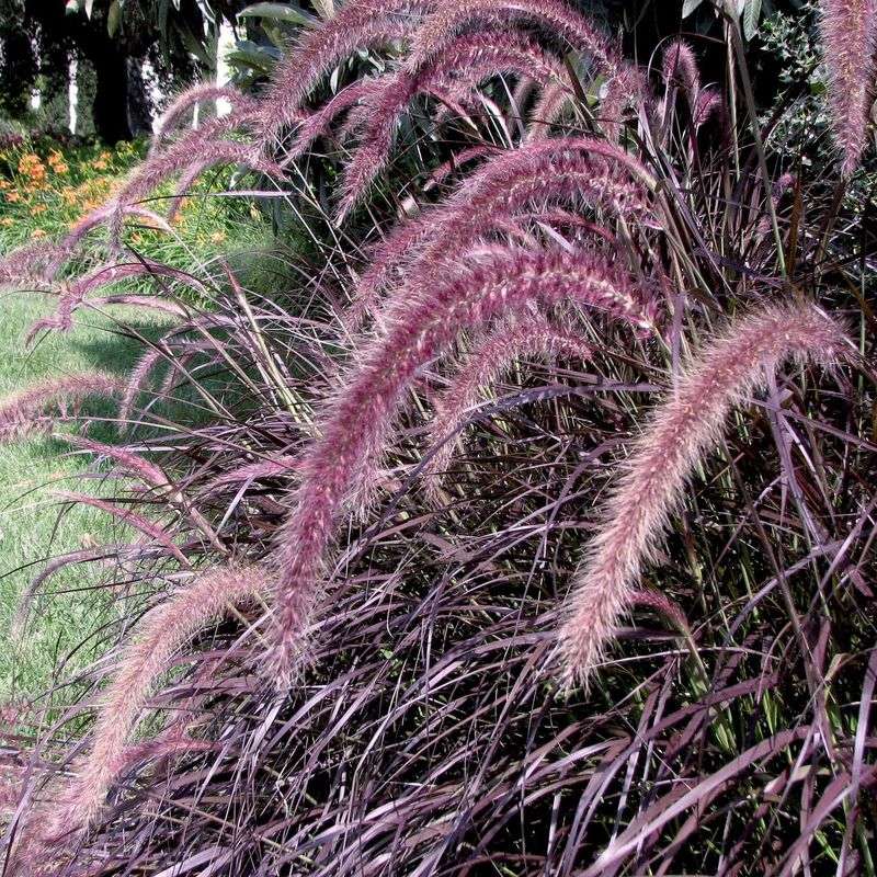 Purple Rubrum Types Are Sterile