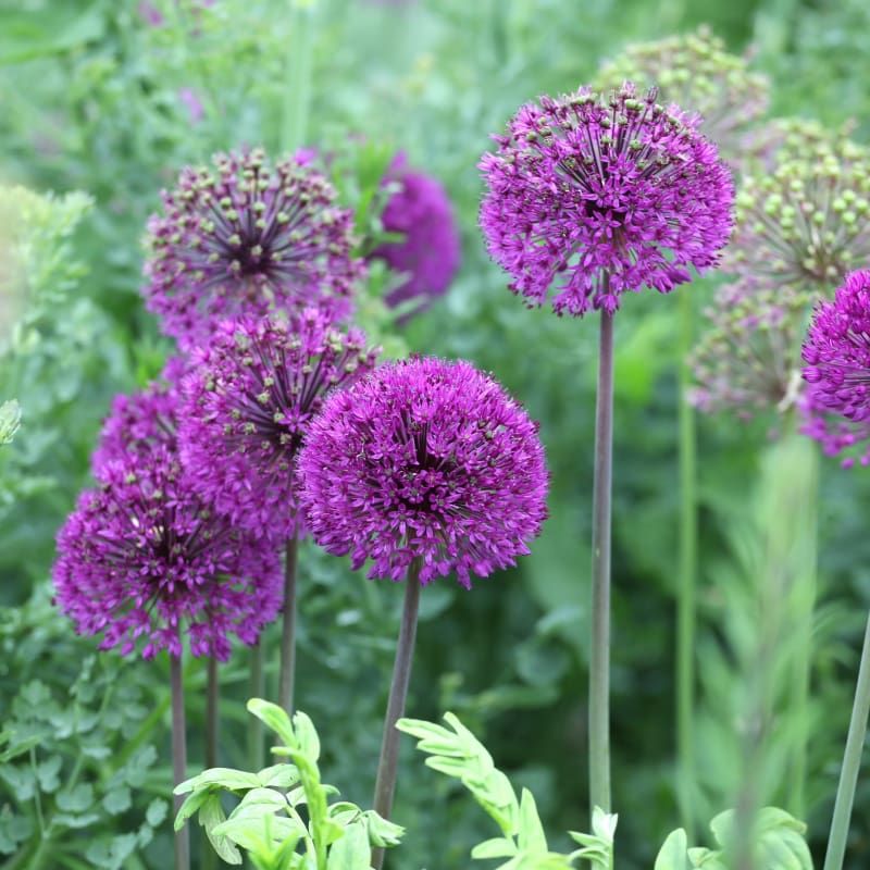 Purple Sensation Allium Purple Sensation Allium