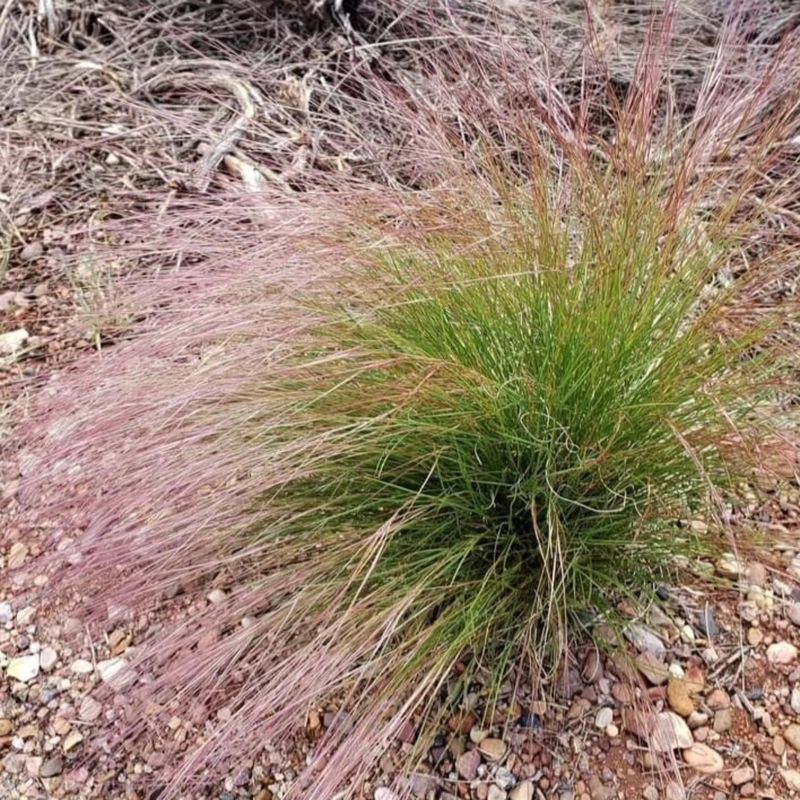 Purple Three-Awn
