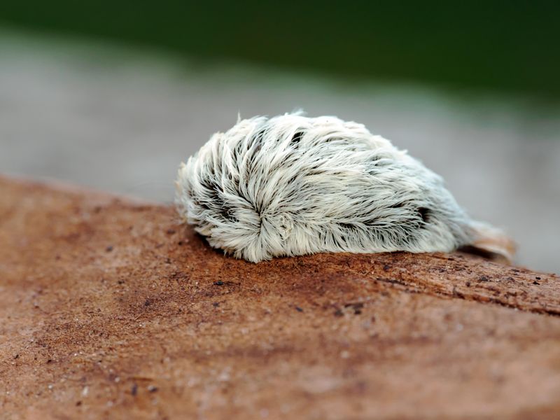 Puss Caterpillar Wearing A Fuzzy Disguise