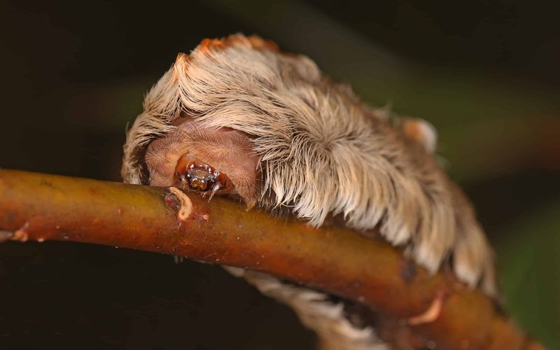 Puss Caterpillars (Asps) Puss Caterpillars (Asps)