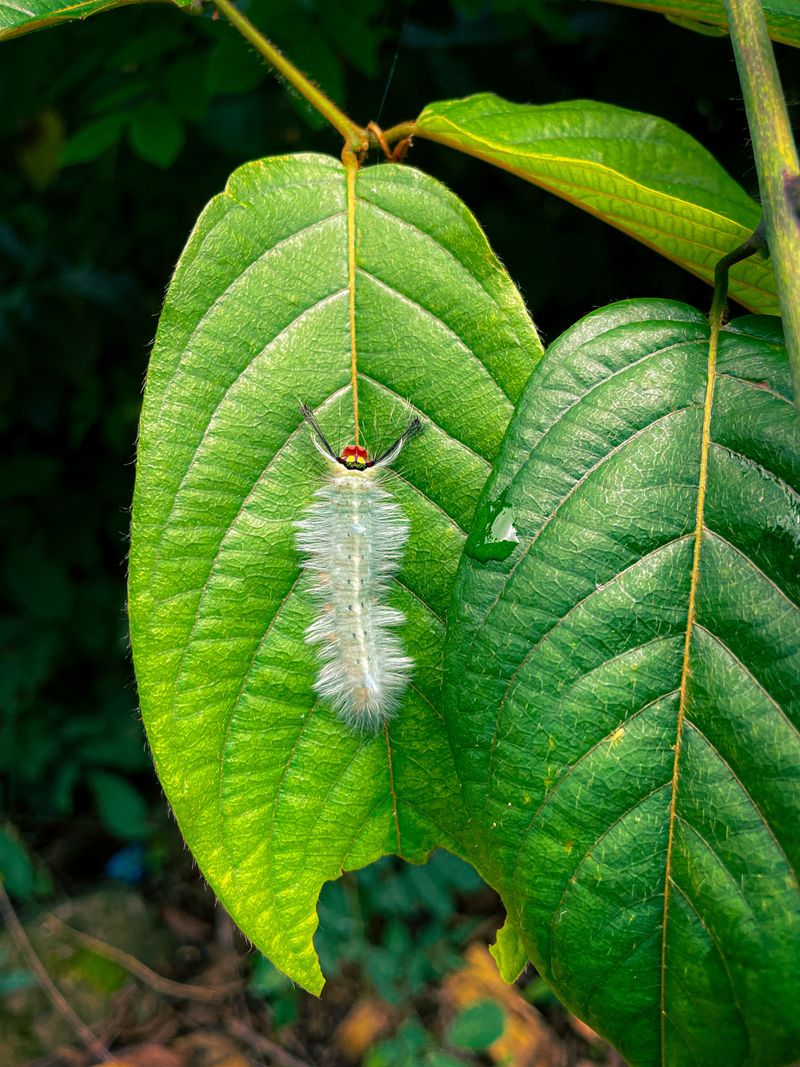 Puss Caterpillars Hiding On Oak Leaves