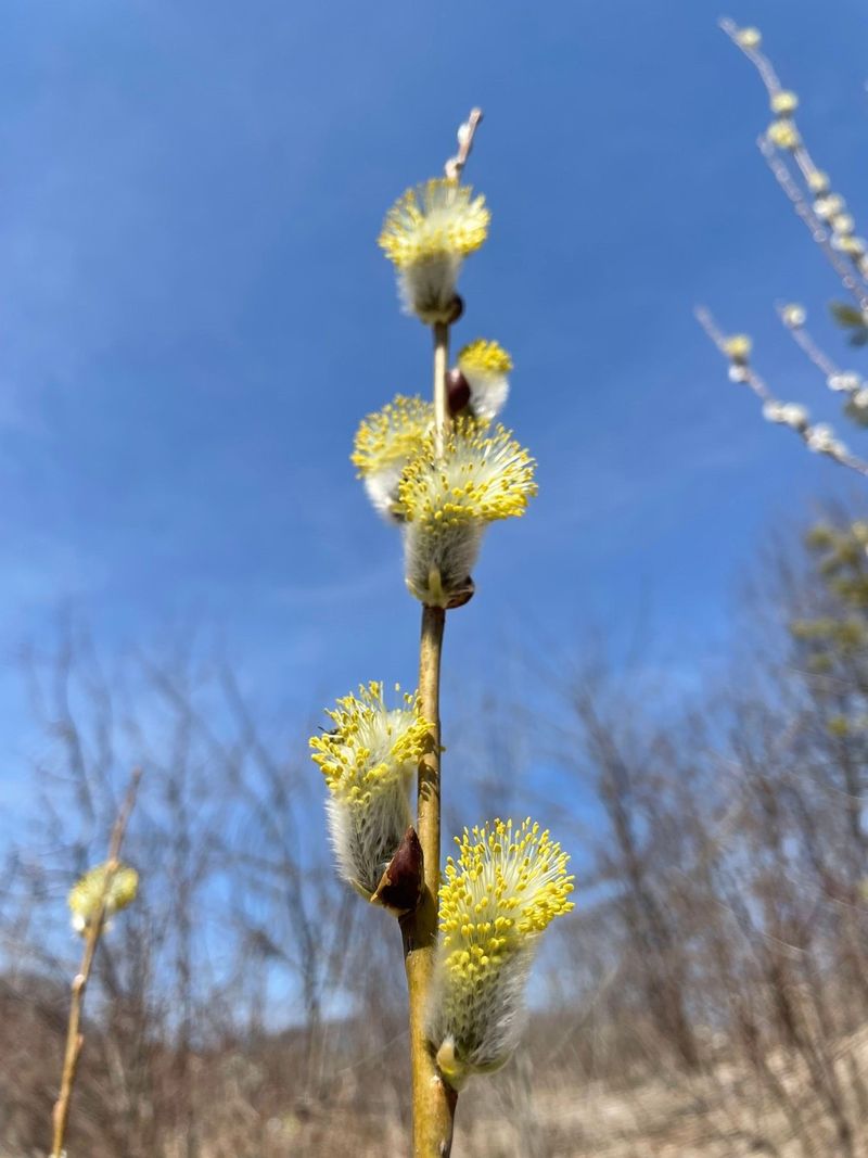Pussy Willow Wakes Up Before Spring Pussy Willow Wakes Up Before Spring