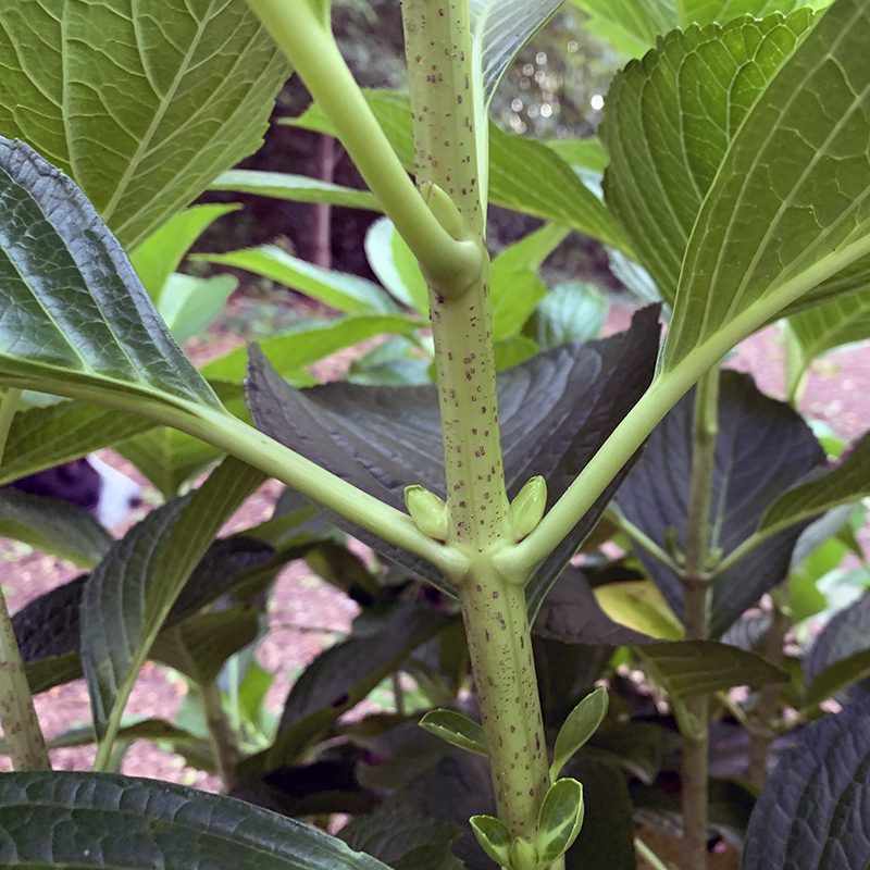 Put Down The Pruners On Bigleaf And Oakleaf Hydrangeas