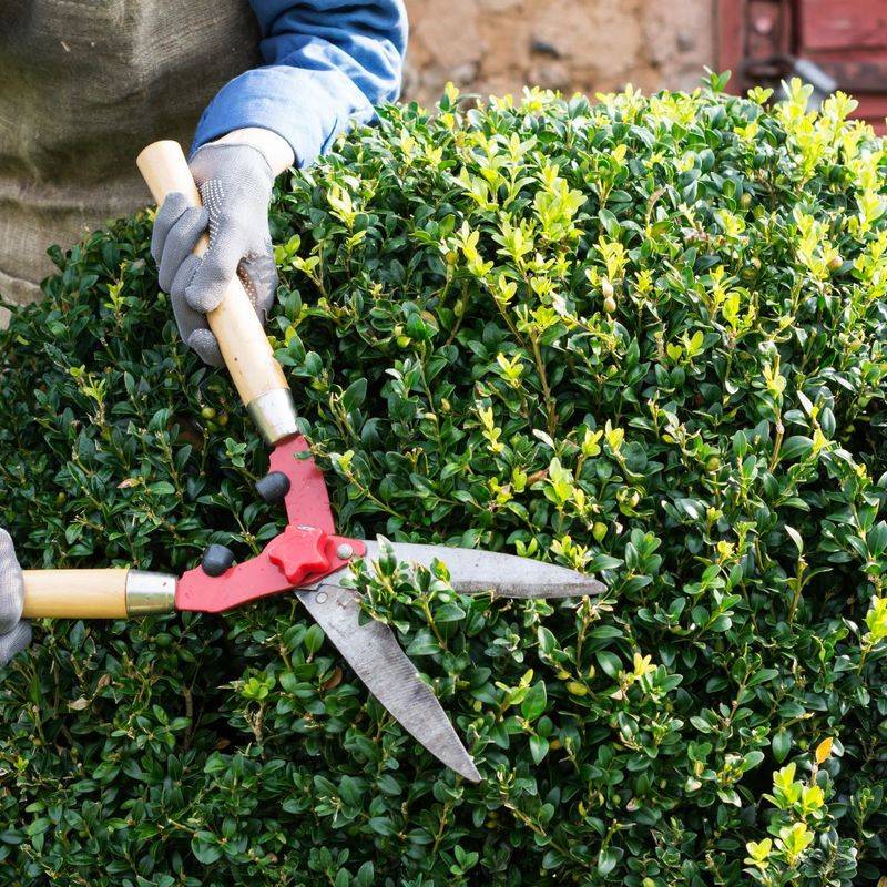 Put Down The Pruning Shears Near Your Boxwood Until Spring Put Down The Pruning Shears Near Your Boxwood Until Spring
