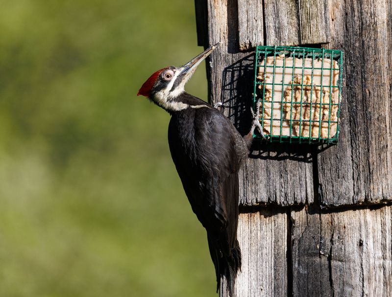 Put Out Seed And Suet Feeders Put Out Seed And Suet Feeders