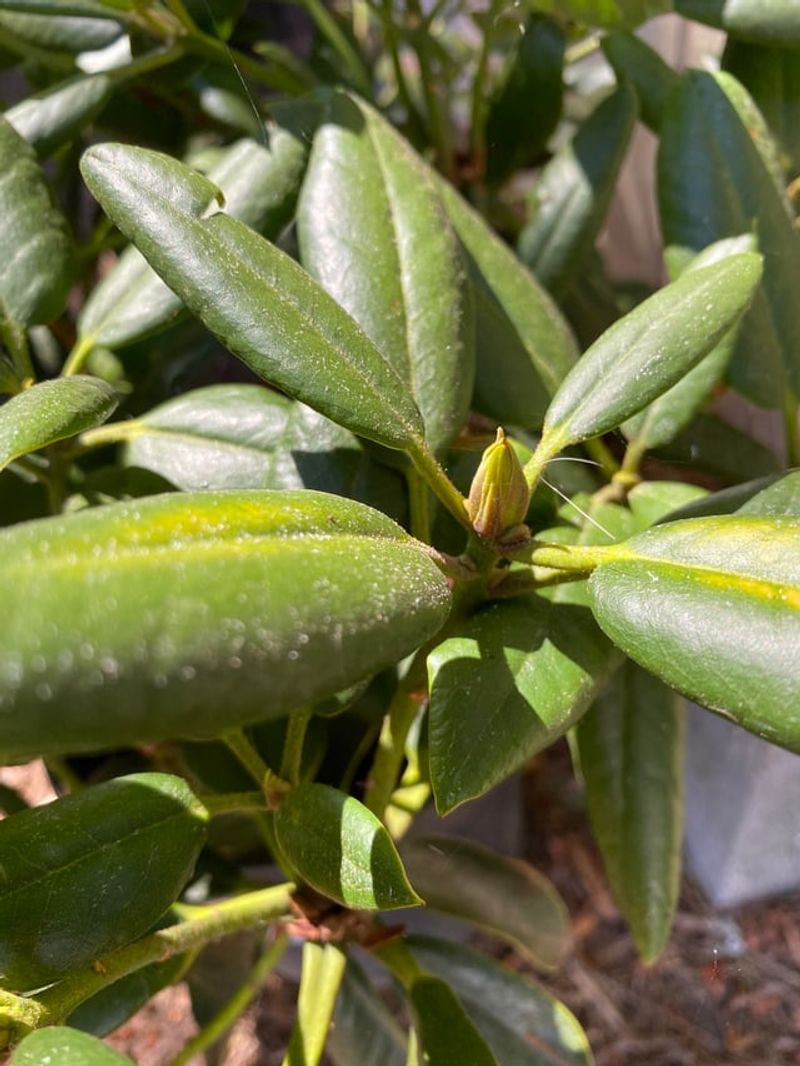 Put The Pruners Away Because Next Year’s Buds Are Set