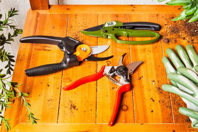 Put Those Rose Pruning Shears Away Until Spring
