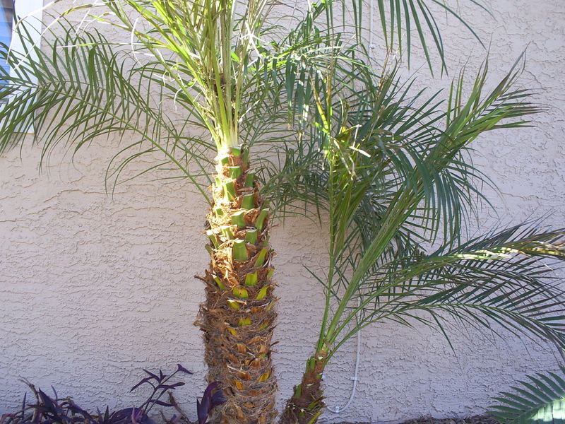 Pygmy Date Palm Pygmy Date Palm
