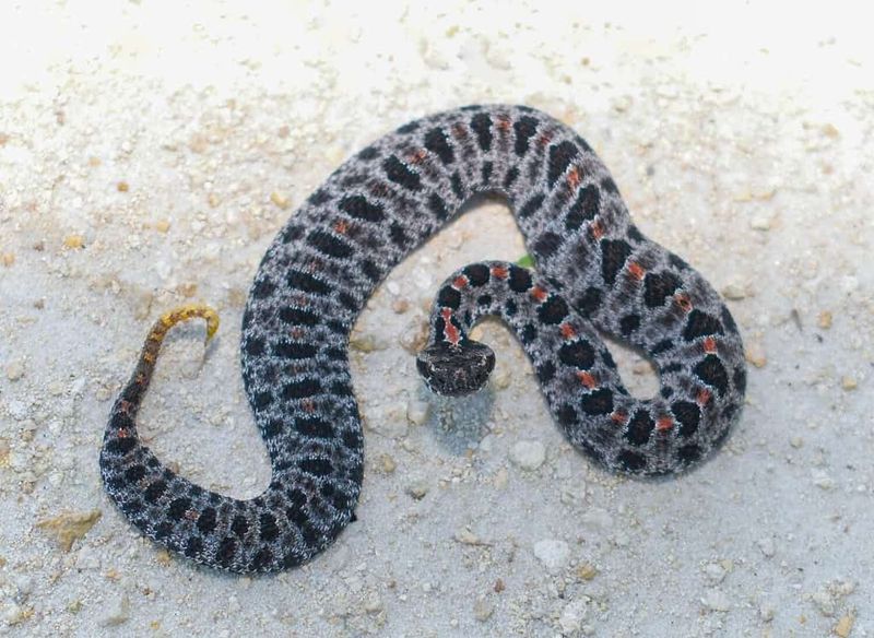 Pygmy Rattlesnake, The Small Snake Hiding In Garden Beds Pygmy Rattlesnake, The Small Snake Hiding In Garden Beds
