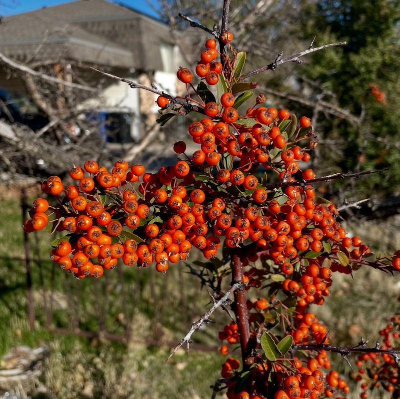 Pyracantha Berries Cluster In Orange Red