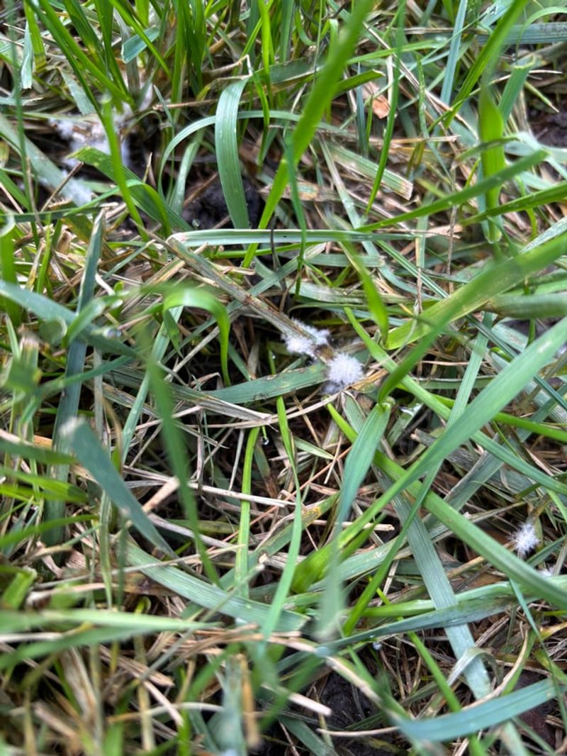 Pythium Blight Can Appear Overnight