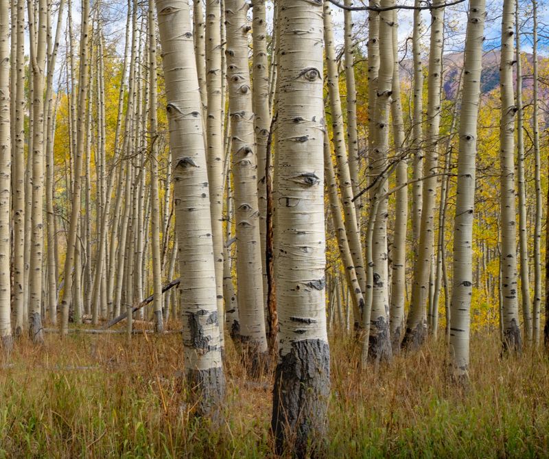 Quaking Aspen Grows As A Connected Grove Quaking Aspen Grows As A Connected Grove
