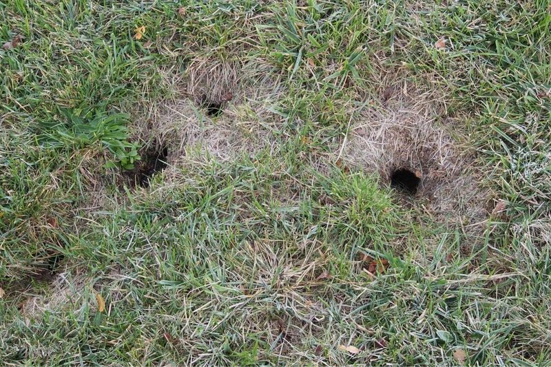 Quarter-Sized Holes Without Dirt Mounds Say Voles, Not Moles, Live Below