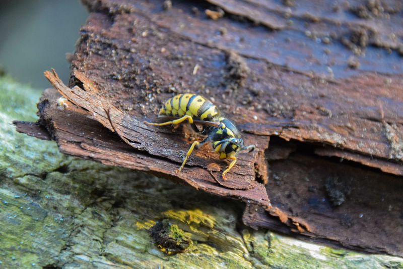 Queens Hide In Sheltered Spots Over Winter Queens Hide In Sheltered Spots Over Winter