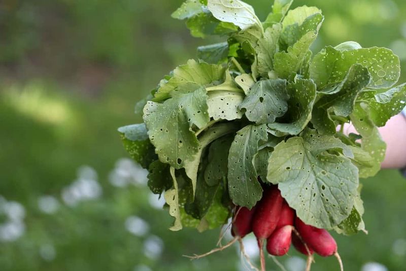 Quick Growth Means Fewer Pest Problems