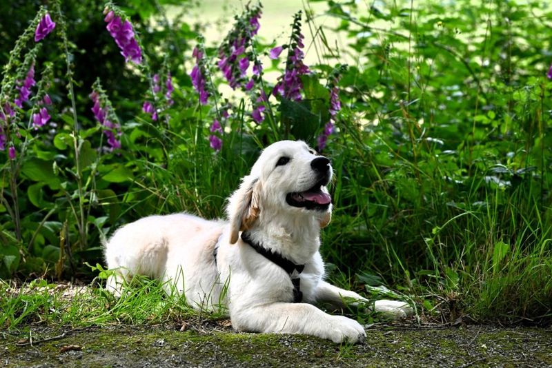 Quick Steps To Take If Your Pet Eats Foxglove Quick Steps To Take If Your Pet Eats Foxglove