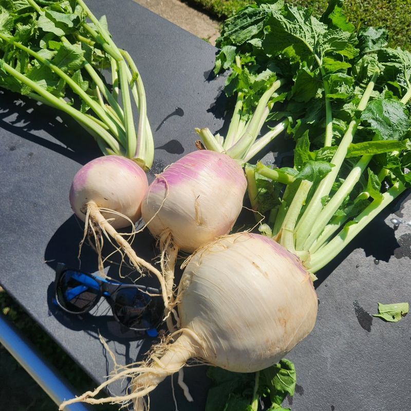 Quick Turnips Deliver Both Roots And Greens From A Fall Sowing Quick Turnips Deliver Both Roots And Greens From A Fall Sowing