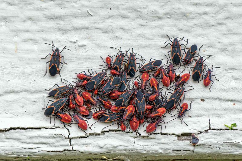 Quiet Guests In The Walls Until Spring
