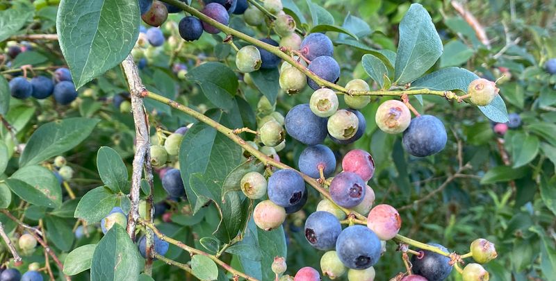 Rabbiteye Blueberries Feel Right At Home In Southern Yards