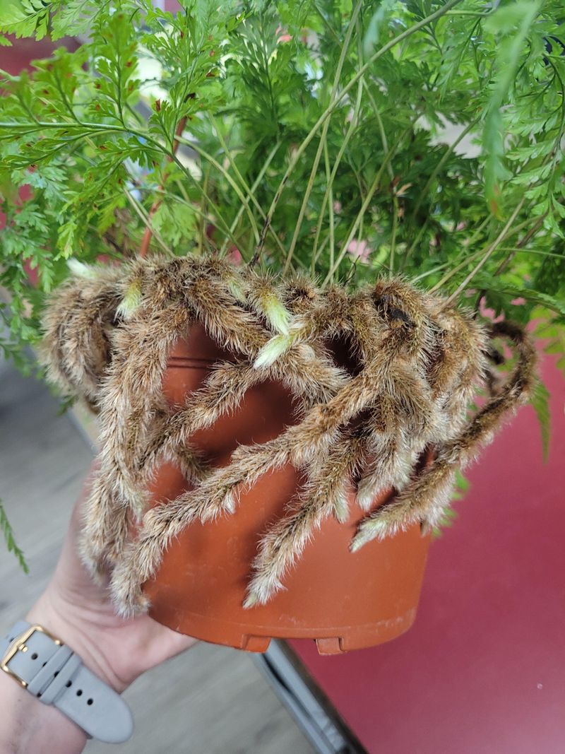 Rabbit’s Foot Fern Showing Furry Feet