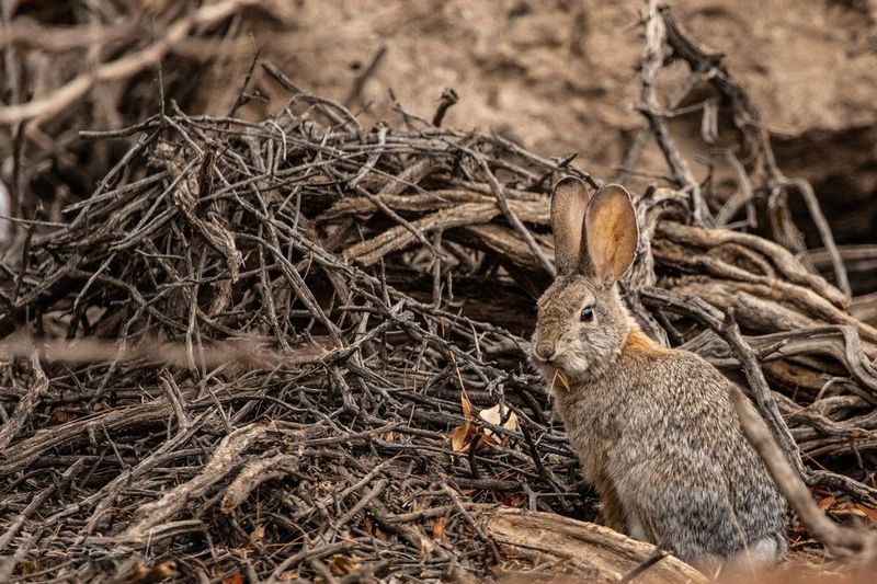 Rabbits Settle In Alongside Sparrows