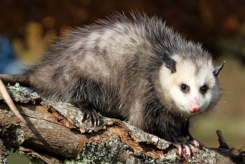 Rabies Cases In Opossums Are Considered Rare Rabies Cases In Opossums Are Considered Rare