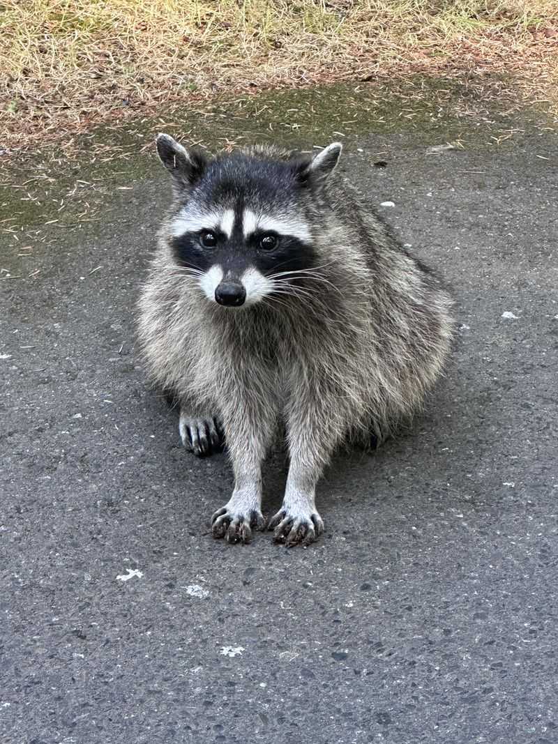 Rabies Risk Means Keeping Your Distance