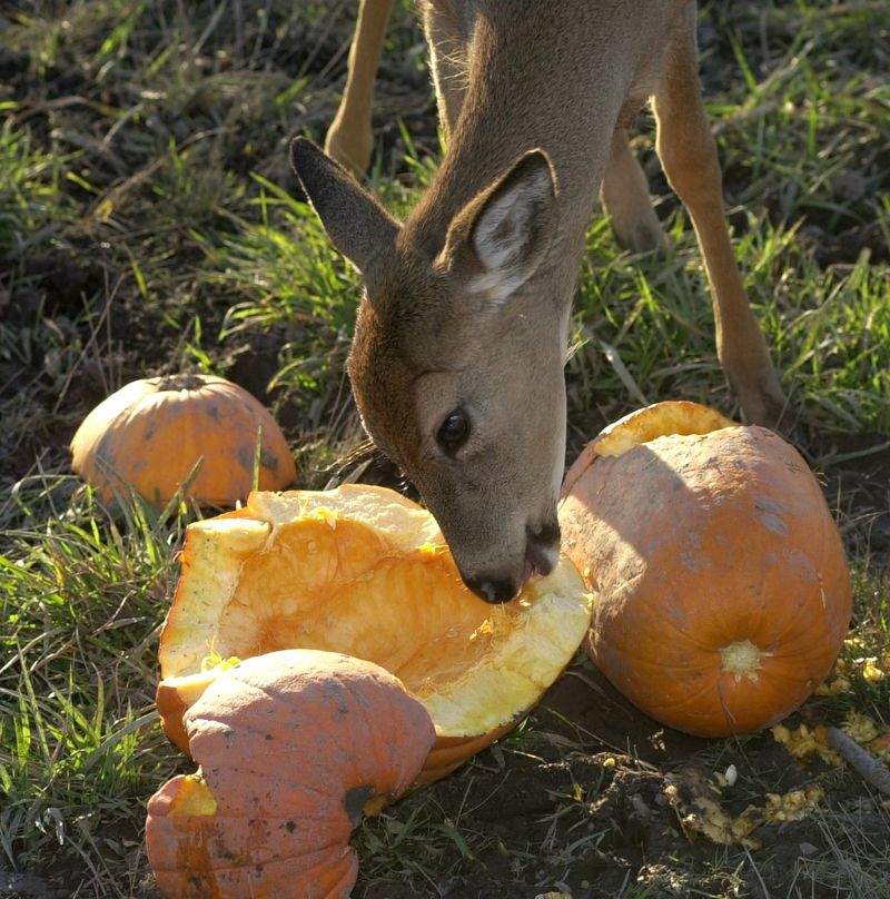 Raccoons And Deer Love A Late-Night Pumpkin Snack Raccoons And Deer Love A Late-Night Pumpkin Snack